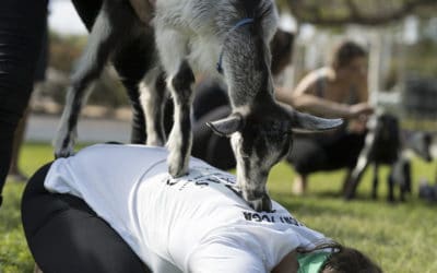 Health Foods and Goat Yoga?