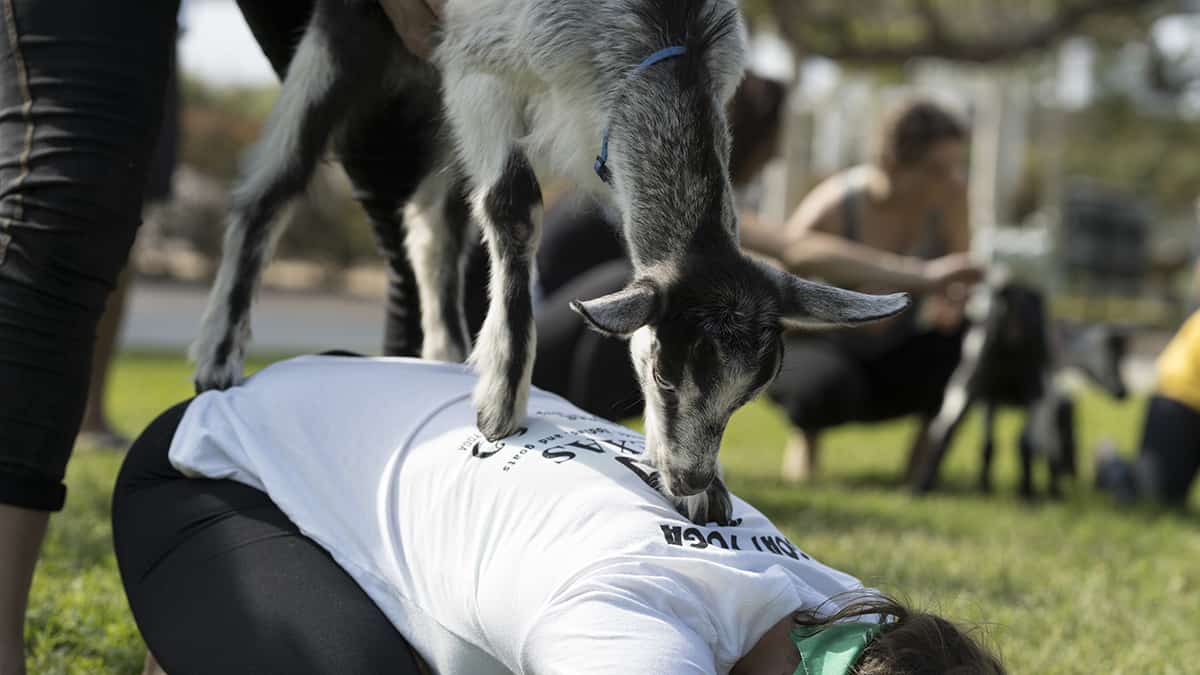 Health Foods and Goat Yoga?