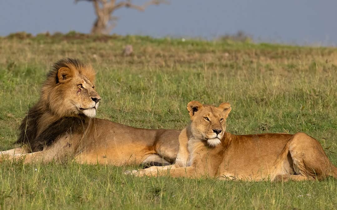 Lions Don’t Like Fast Food