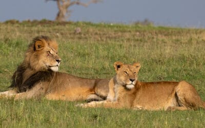 Lions Don’t Like Fast Food